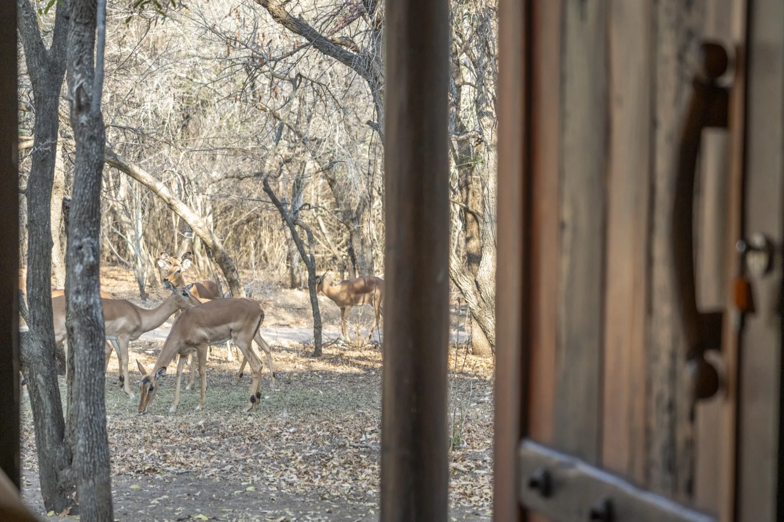 Impala grazing outside the front door of Hakuna Matata, Marloth Park