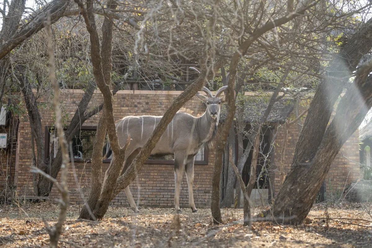 Kudu grazing in the front garden at Hakuna Matata